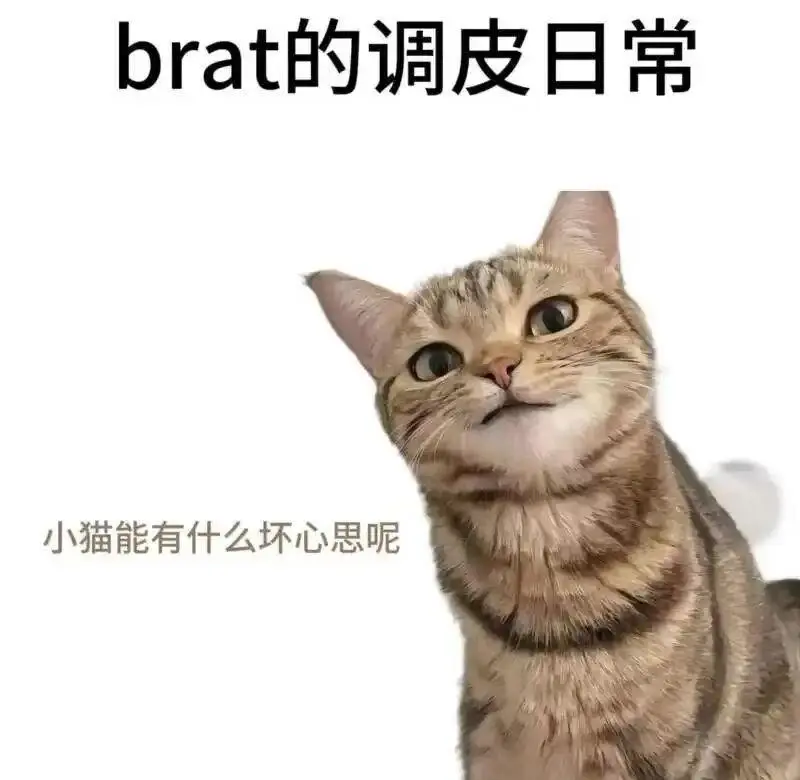 西檬之家字母圈K8猫系是什么意思? 一